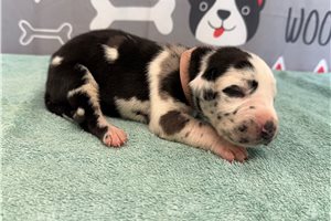 Jewel - Great Dane for sale