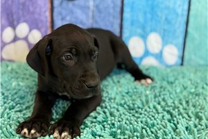 Jeremy - Great Dane for sale