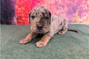 Liam - Great Dane for sale