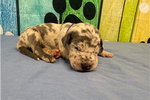 Khloe - puppy for sale