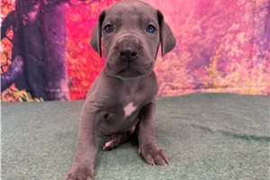 Kevin - puppy for sale