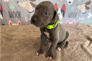 Jesse - Great Dane for sale