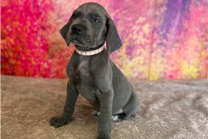 Laura - Great Dane for sale