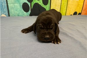 Kennedy - puppy for sale
