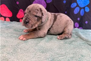 Cyrus - Great Dane for sale