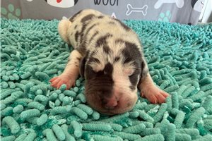 Blanche - Great Dane for sale
