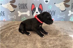 Jeremy - Great Dane for sale