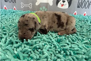 Blip - puppy for sale