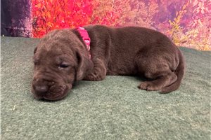 London - Great Dane for sale