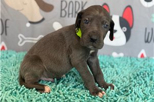 Jesse - puppy for sale