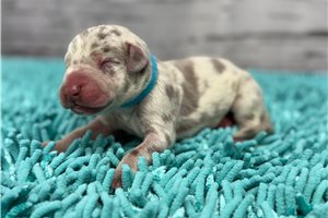 Higgins - puppy for sale