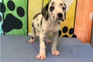 Jetta - Great Dane for sale