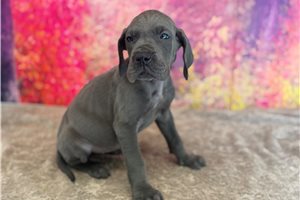 Lily - Great Dane for sale