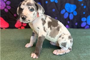 Blakely - Great Dane for sale
