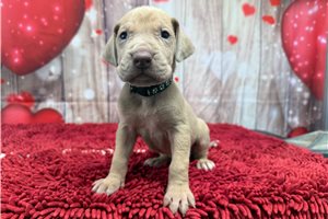 Herman - puppy for sale