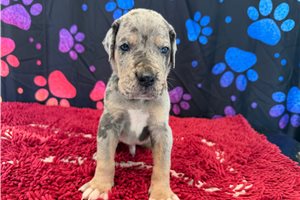 Cyrus - Great Dane for sale