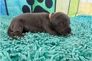 Laura - Great Dane for sale