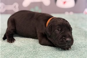 Jensen - puppy for sale