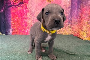 Kinsley - Great Dane for sale