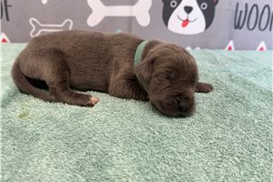 Jeter - Great Dane for sale