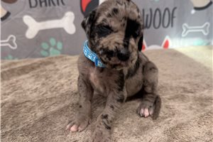 Jethro - Great Dane for sale