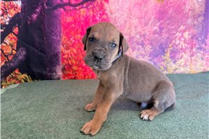 Linus - Great Dane for sale