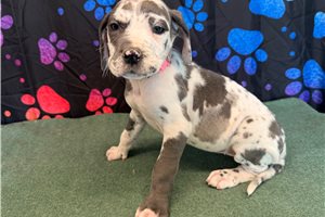 Blakely - Great Dane for sale