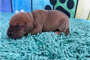 Lucas - Great Dane for sale