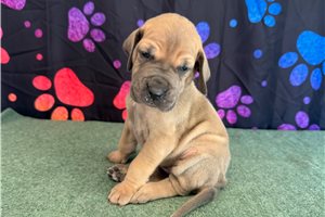 Cleo - Great Dane for sale