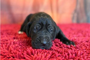 Giovanni - puppy for sale
