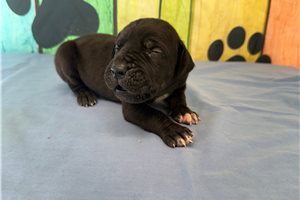 Benji - Great Dane for sale