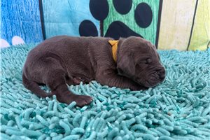 Luciana - Great Dane for sale