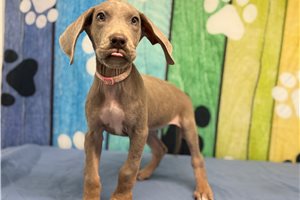 Hope - Great Dane for sale