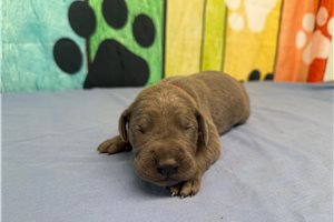 Karter - puppy for sale