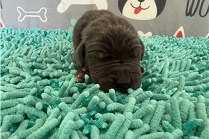 Bennett - puppy for sale