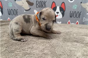 Jett - Great Dane for sale
