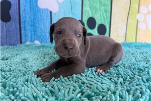 Kevin - Great Dane for sale