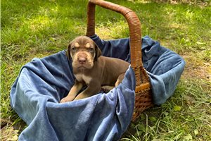 Silky - puppy for sale