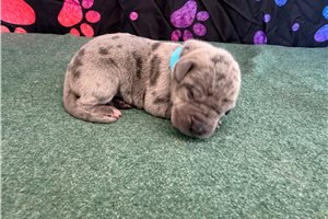 Conner - Great Dane for sale