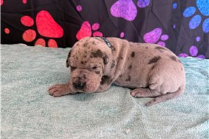 Chet, a Great Dane puppy