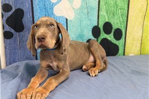 Henri - Great Dane for sale