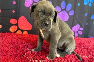Ciara - Great Dane for sale