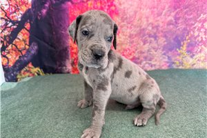 Lincoln - Great Dane for sale