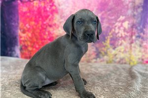 London - Great Dane for sale