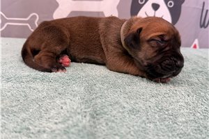 Jerry - puppy for sale