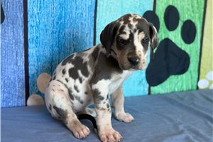Blanche - puppy for sale