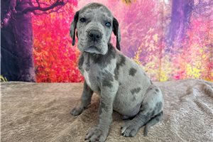 Lincoln - Great Dane for sale