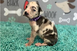 Jetta - Great Dane for sale