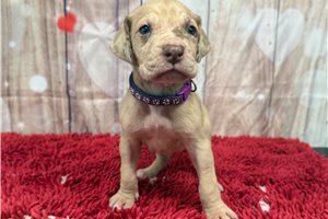 Harriet - puppy for sale