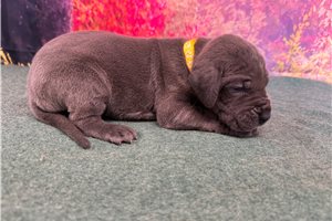 Luciana - Great Dane for sale